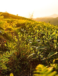 爱情岛论坛提供,明星恋情曝光，神秘高管引热议-2