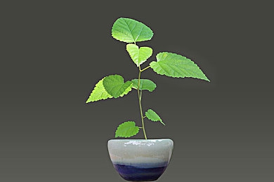 程潇被啪哭黄文,明星程潇名誉受损，法律维权引关注-1