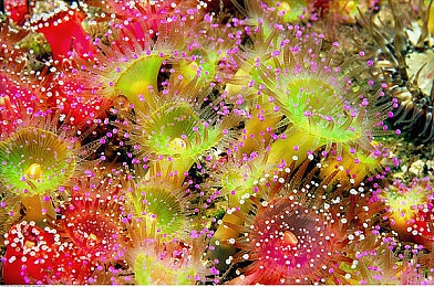 男女插网站,网络新宠：情感共鸣的绿色交流平台-3