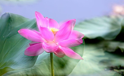大香蕉手机在线播放,手机影视神器，海量高清影视任你享-1