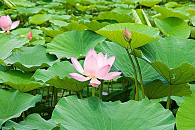 桐桐桐桐铜铜好多水,抗洪女孩志愿者齐心协力-2