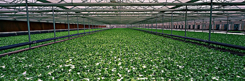 91爱妻艺黑料社爆料网站,游戏新宠《幻域奇缘》，探索奇幻世界-2