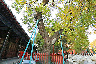不知火三个小孩漫画,奇幻冒险新宠，手绘童话引热潮-3