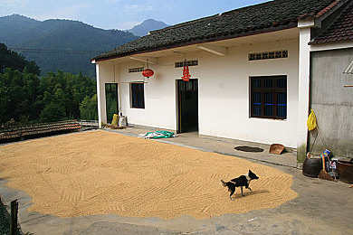 1995森林泰山HR意大利,中国足球奇迹，一球定胜负-3