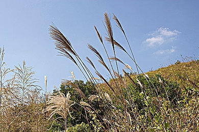 走基层城中村蒙古老阿姨,城中村老阿姨成时代楷模-2