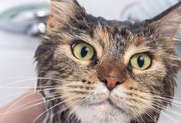 外出洗猫，猫咪吓到窒息，养猫，最好在家里洗澡 