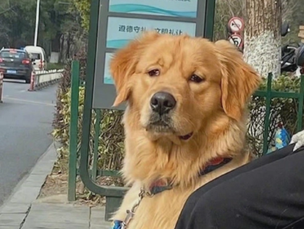 金毛赖在公交车上说什么都不肯走，只为等主人归来！