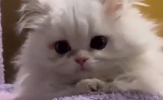 女子发现猫咪惨死洗衣机中，怀疑合租者系凶手