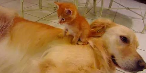 失亲猫遇见黄金猎犬：他能保护我们！