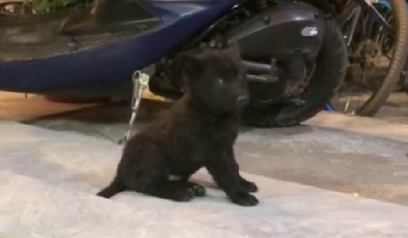 网友从路上捡回来只田园犬，收养第一天就帮忙看家护院了，忠诚啊