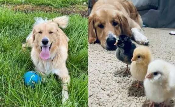 黄金猎犬受不了狗弟弟太调皮，竟然大口含住狗头要它冷静！