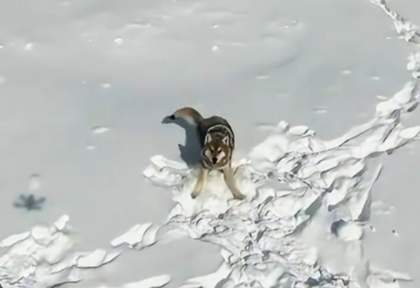 新疆狼群在积雪下挖出一条路 网友大赞：这才是团队精神
