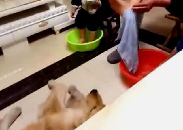 金毛对待主人和小主人时，截然不同的态度，主人：心机狗