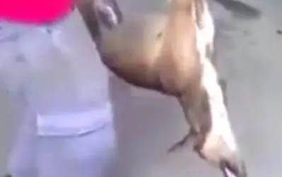 狗狗睡的太死，被人提起来扔到花盆里，醒来那一刻狗狗蒙了
