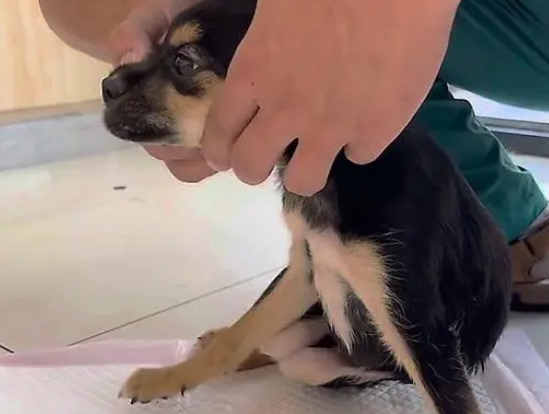 被抛弃的残疾小黑狗，只能拖着后腿挣扎前行，狗狗的伤还能痊愈吗