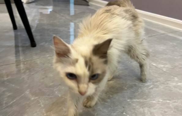 网友捡到流浪猫养了四个月后，原主人找上门要求还猫：这猫是我花2700买的