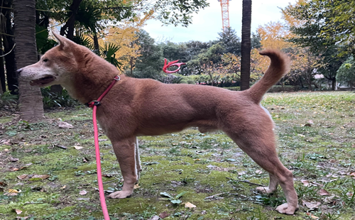 土猎犬
