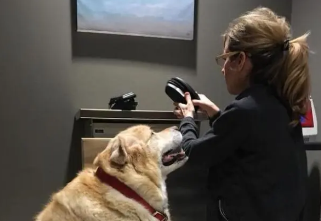 兽医学生帮助125磅重的金毛猎犬减肥