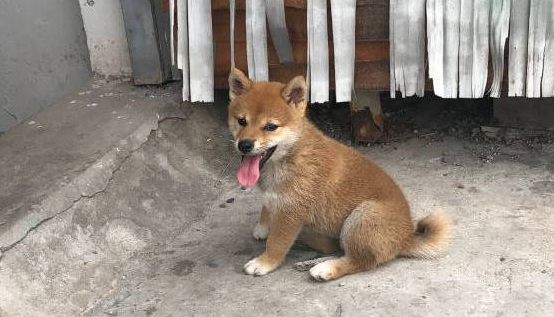 柴犬突然听到有奇怪的声音，走过去看了一下，结果被吓跑了