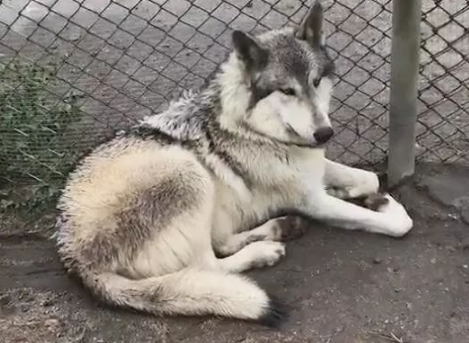 买个二哈现在越看越奇怪大家都说是狼，懂行的一看就知道这也是狗 