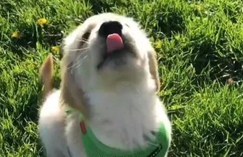 黄金猎犬意外吸引邻居爱慕，门缝塞纸条搭讪，内容融化万名网友！