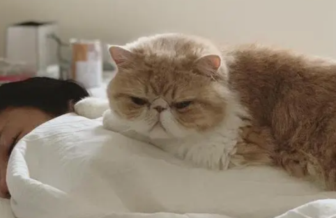 颜值一点也不输布偶猫的加菲猫，表情实在太可爱了，好想抱走它