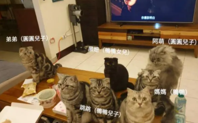 铲屎官一吃饭，就被7只猫咪“监视”，这大概就是养猫的烦恼了