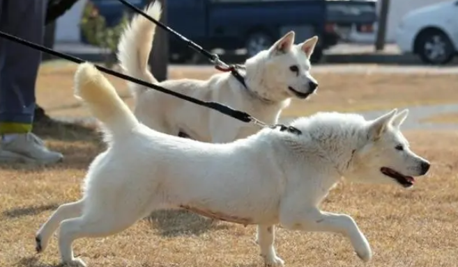 韩国友谊使节“丰山犬”何去何从？弃养风波后至今滞留动物医院