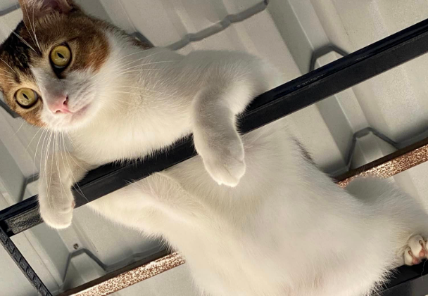 全家出动一起找猫找不到，快绝望时一抬头...啊？在这？