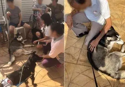 哈士奇成功考取狗医生，没想到生意还异常火爆，厉害了！