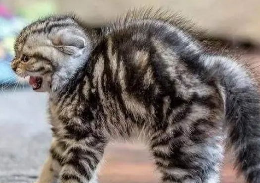 看似天不怕地不怕的猫主子，简单一个东西就能吓到它！