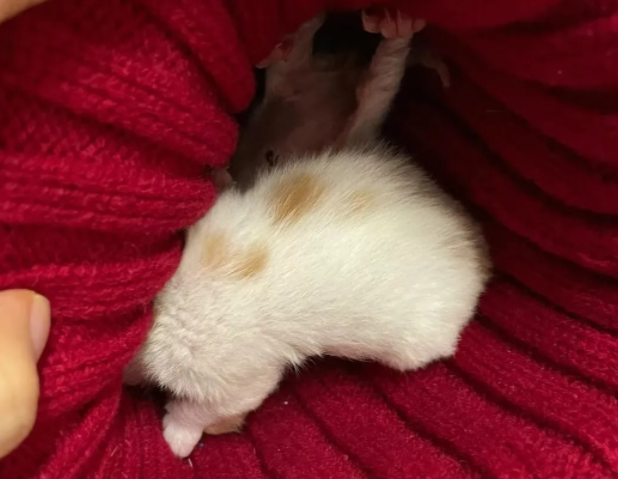 等车听到奶猫叫，翻垃圾翻出两只没睁眼奶猫，还是麒麟尾，招财！