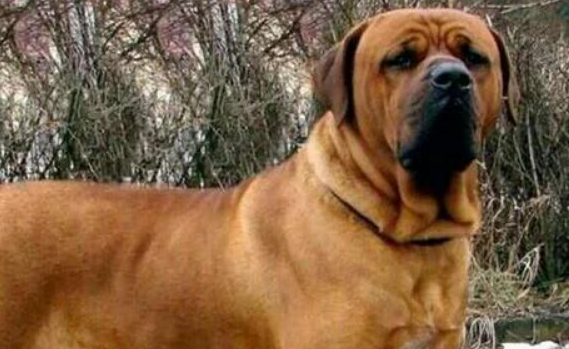 烈性犬伤人，管理人应承担侵权责任