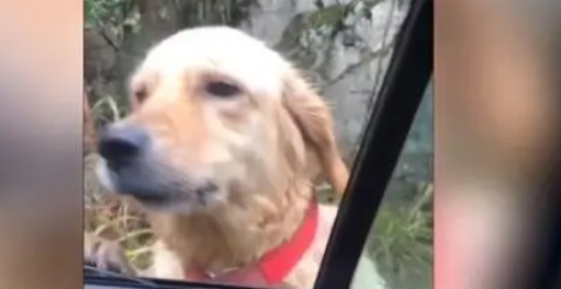偶遇金毛发现是走失1年的家犬