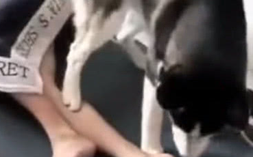 女主人坑男主人，哈士奇成了帮凶，男主人怒吼：下手太狠了！