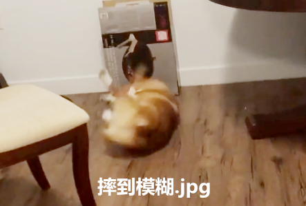 腿到用时方恨短！小柯基爬上桌子偷吃的，最后的下场笑坏了主人 