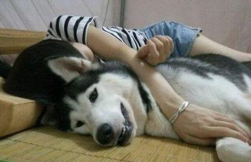 女孩一时兴起养三只哈士奇，三个月后她就高呼受不了！