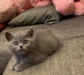 猫咪被主人教育后生气，躺沙发上托腮瞪主人，跟个“小贵妃”似的