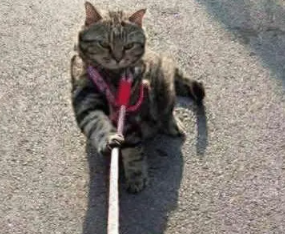 听说遛猫会后悔？网友不信带猫出去转了一圈，结果摊上大事儿了！