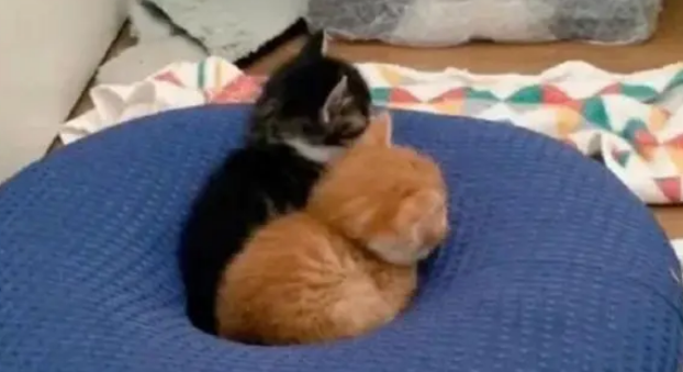 两只猫咪相约一起长大，结果胖橘却飞快成长，体型碾压狸花猫