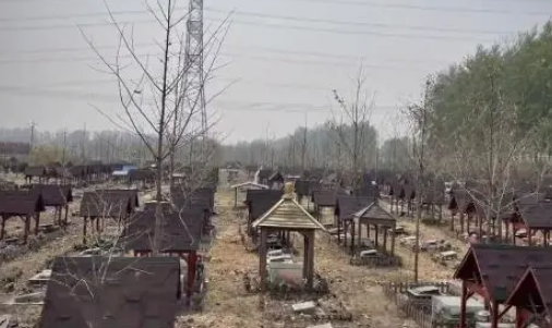 北京的这个宠物墓园一片荒芜，经营方还联系不上……