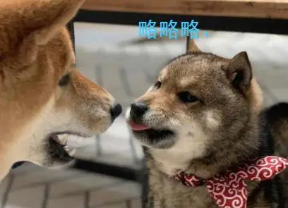 小柴犬被妈妈批评，内心毫无波澜，甚至还想略略略