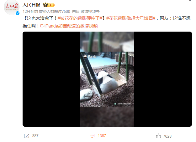 被熊猫花花的背影硬控了！暖心