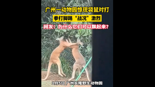 广州一动物园两只袋鼠对打到飞起 网友：“袋”师傅，快切它中路！