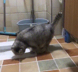 猫咪在厕所蹲坑，完事后还扒拉几下，猫：老祖宗的规矩不能忘