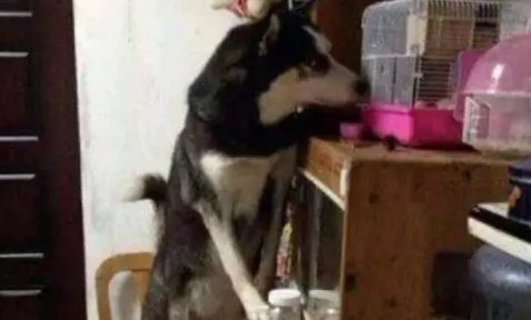 主人下班回家发现哈士奇一直盯着松鼠，还流了一桌子的口水