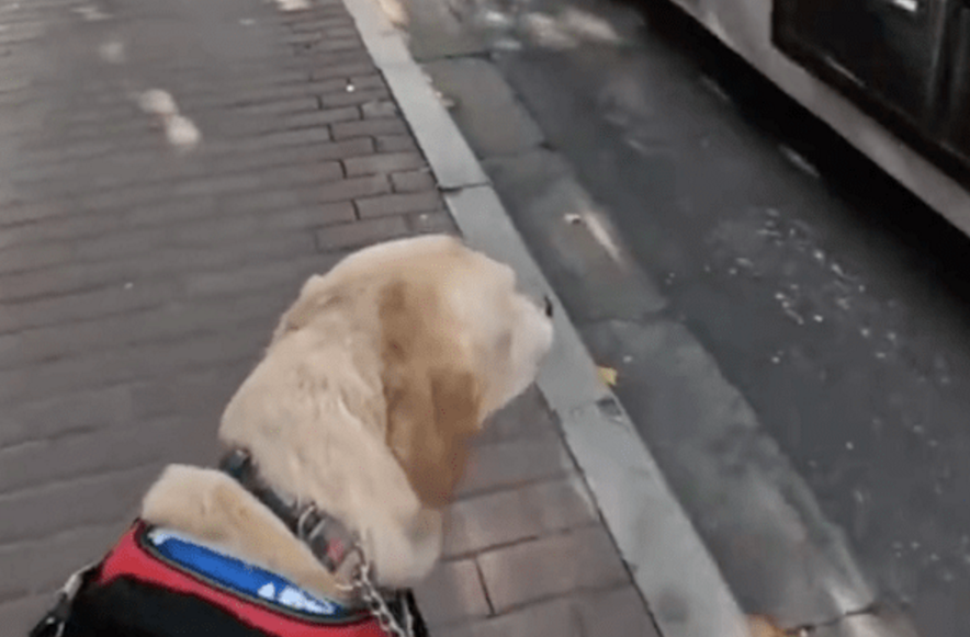 导盲犬想带主人上公交车，没想到司机立马关门开走了，它有多伤心 