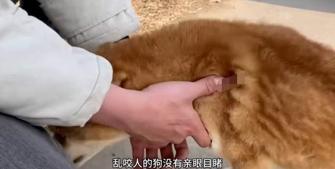 狗狗被主人硬生生打断了两条腿，太狠了