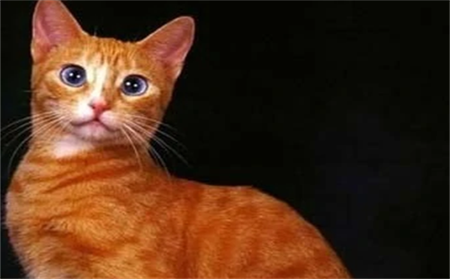 加州闪亮猫