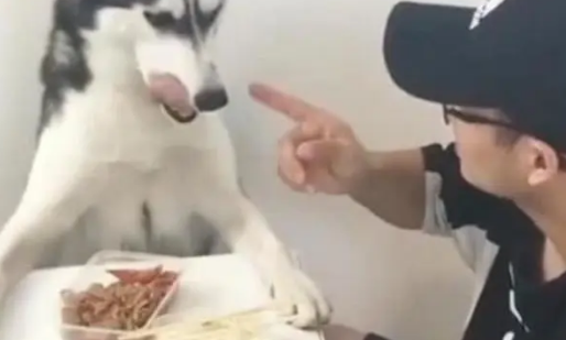 哈士奇偷吃主人饭菜，被主人教训，结果二哈一生气把饭菜全打翻去